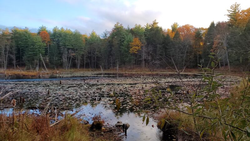 Fox Run Conservation Area - Epping, NH