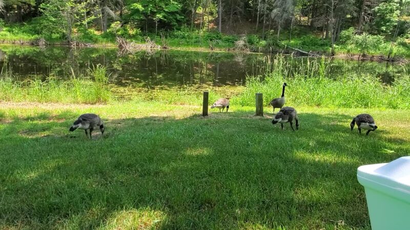 Fox Run Conservation Area - Epping, NH