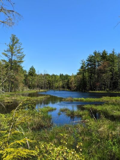 Mast Road Natural Area - Epping, NH