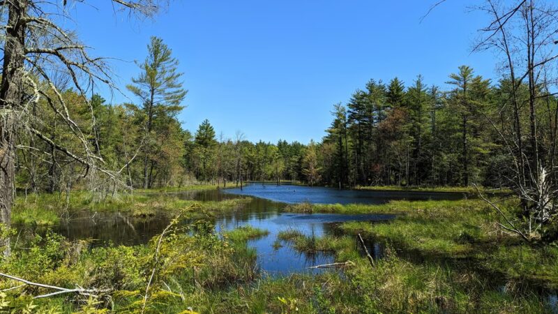 Mast Road Natural Area - Epping, NH