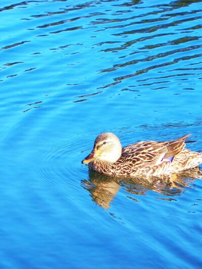 James A. Cisco Park - Erdenheim, PA
