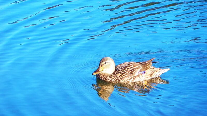 James A. Cisco Park - Erdenheim, PA