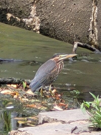 James A. Cisco Park - Erdenheim, PA