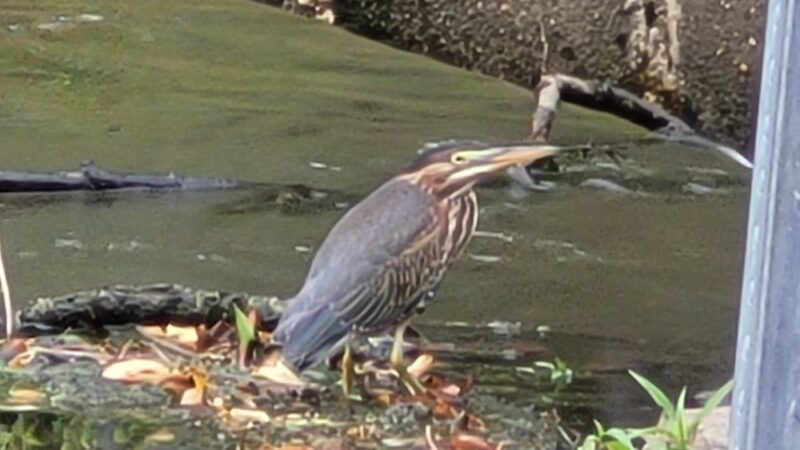 James A. Cisco Park - Erdenheim, PA