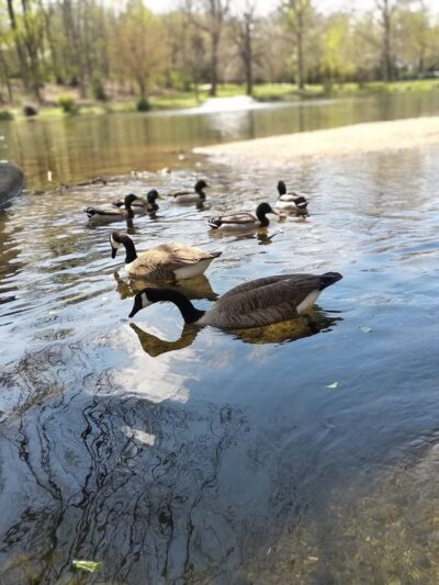 James A. Cisco Park - Springfield Township Montco - Erdenheim, PA