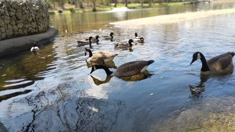 James A. Cisco Park - Springfield Township Montco - Erdenheim, PA