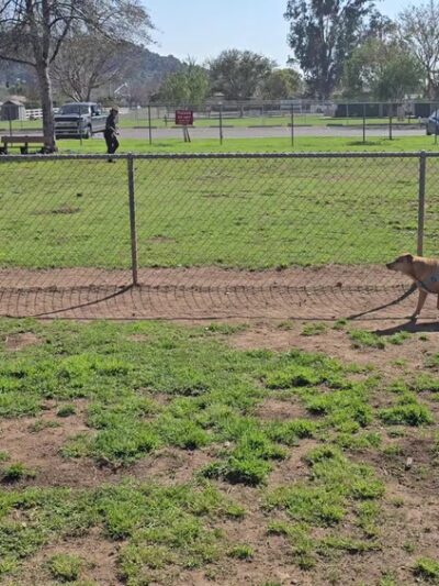 Mayflower Dog Park - Escondido, CA