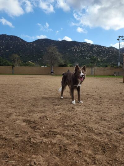 Mayflower Dog Park - Escondido, CA