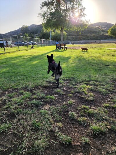 Mayflower Dog Park - Escondido, CA