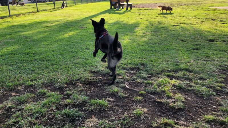 Mayflower Dog Park - Escondido, CA