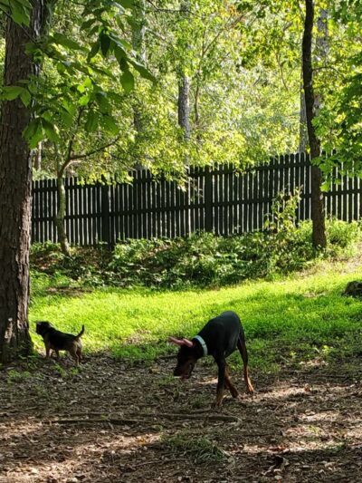 Bark Park Dog Park - Eureka Springs, AR