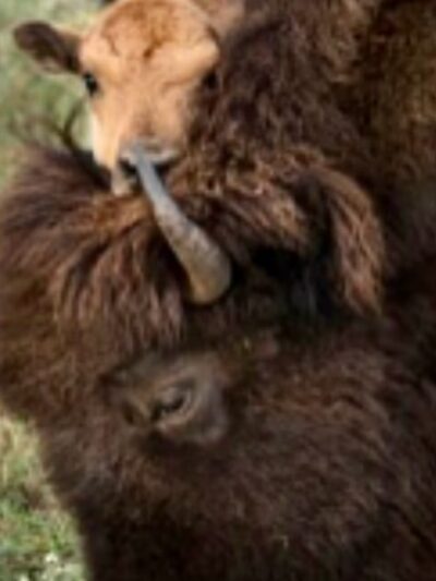 Buena Vista Wildlife Safari and RV Park - Evant, TX