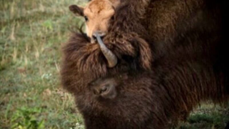 Buena Vista Wildlife Safari and RV Park - Evant, TX