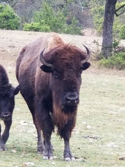 Buena Vista Wildlife Safari and RV Park - Evant, TX