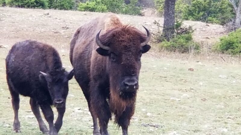 Buena Vista Wildlife Safari and RV Park - Evant, TX