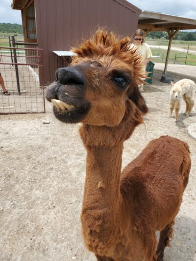 Buena Vista Wildlife Safari and RV Park - Evant, TX