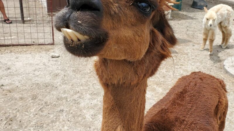 Buena Vista Wildlife Safari and RV Park - Evant, TX