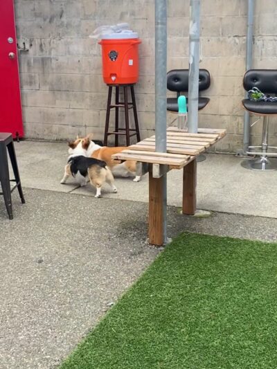 Pints and Pups - Everett, WA