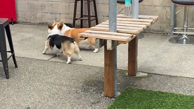 Pints and Pups - Everett, WA