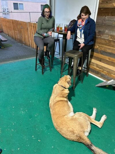 Pints and Pups - Everett, WA