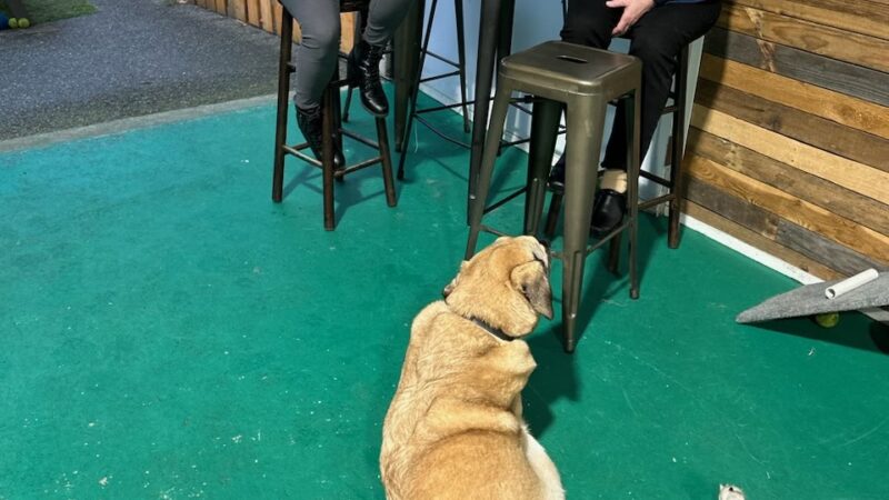 Pints and Pups - Everett, WA