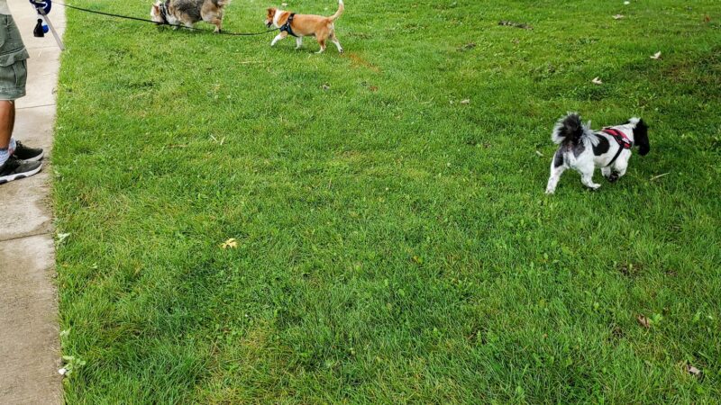 50 Acre Park Dog Park - Evergreen Park, IL