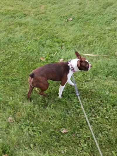 50 Acre Park Dog Park - Evergreen Park, IL