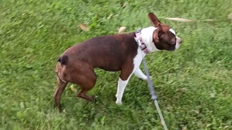 50 Acre Park Dog Park - Evergreen Park, IL