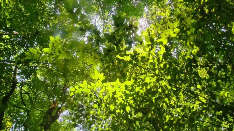 Highland Forest County Park - Fabius, NY