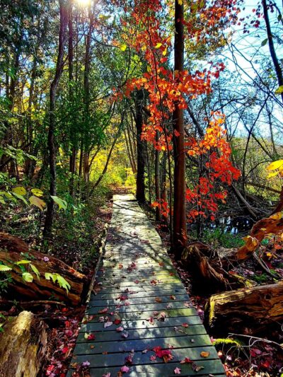 The Old Fly Marsh - Fabius, NY