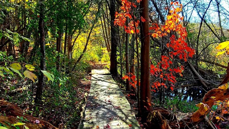 The Old Fly Marsh - Fabius, NY