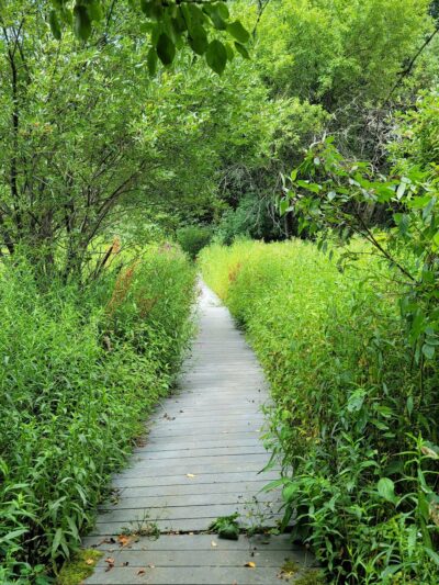 The Old Fly Marsh - Fabius, NY