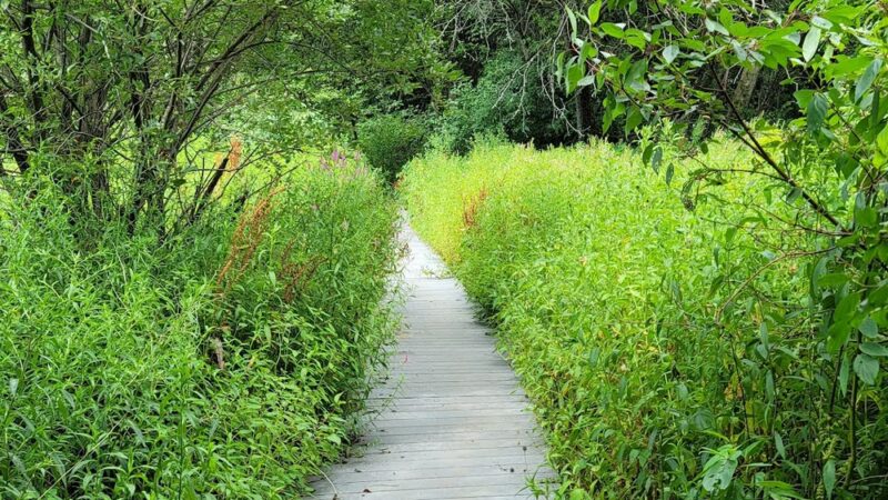 The Old Fly Marsh - Fabius, NY