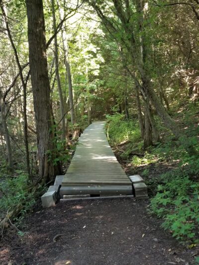 The Old Fly Marsh - Fabius, NY