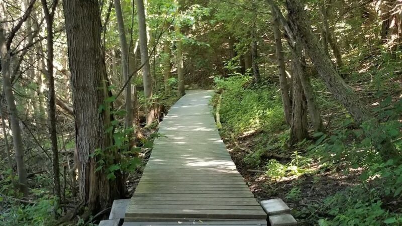 The Old Fly Marsh - Fabius, NY