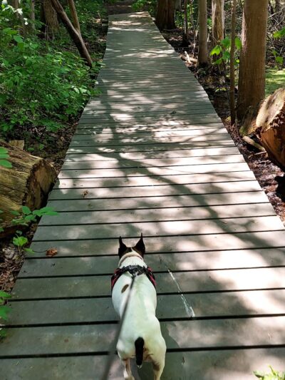 The Old Fly Marsh - Fabius, NY