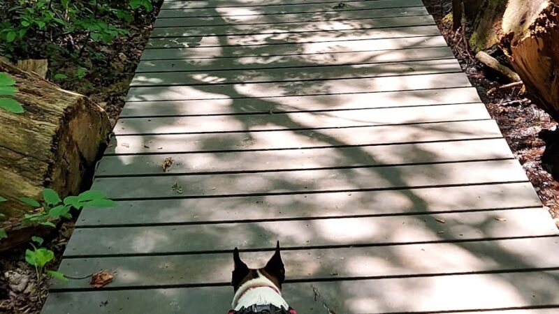 The Old Fly Marsh - Fabius, NY