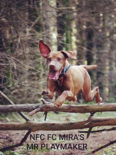 Sniffspot Fairchild & Mira Vizslas - Fairchild, WI