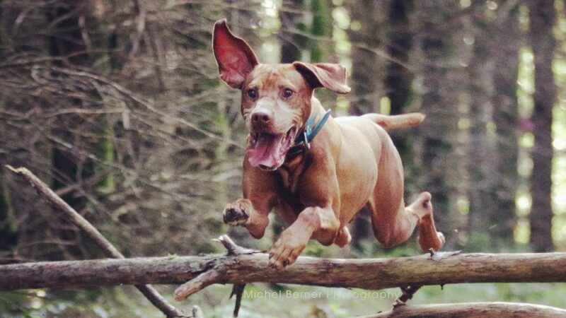 Sniffspot Fairchild & Mira Vizslas - Fairchild, WI
