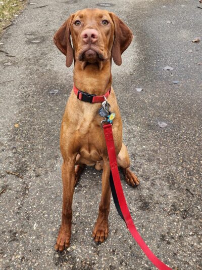 Sniffspot Fairchild & Mira Vizslas - Fairchild, WI