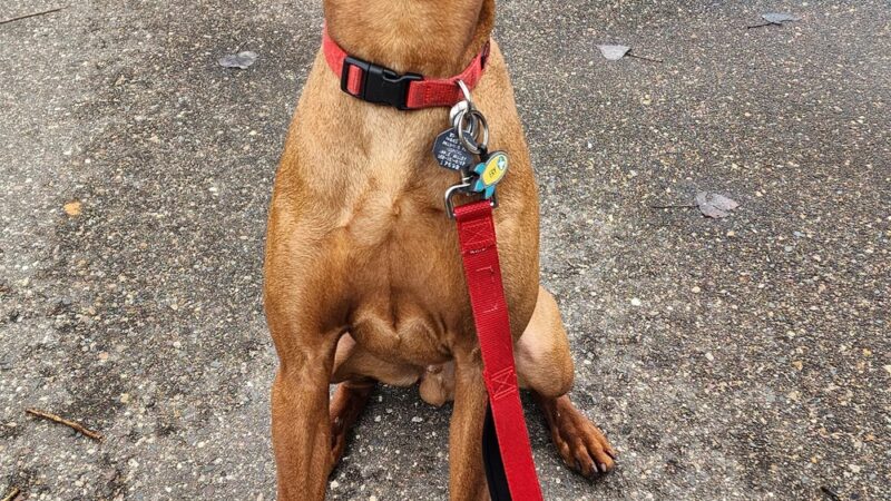 Sniffspot Fairchild & Mira Vizslas - Fairchild, WI