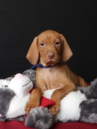 Sniffspot Fairchild & Mira Vizslas - Fairchild, WI