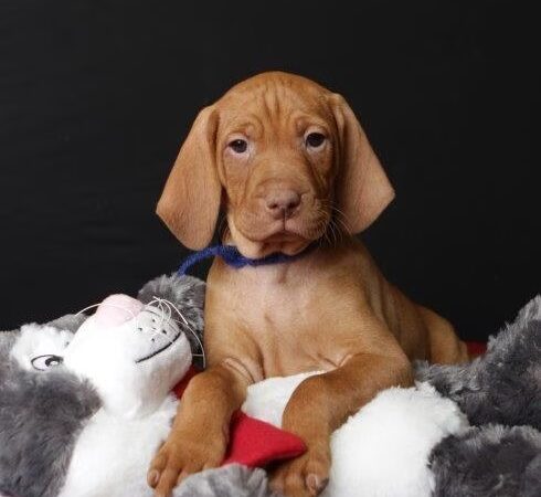 Sniffspot Fairchild & Mira Vizslas - Fairchild, WI