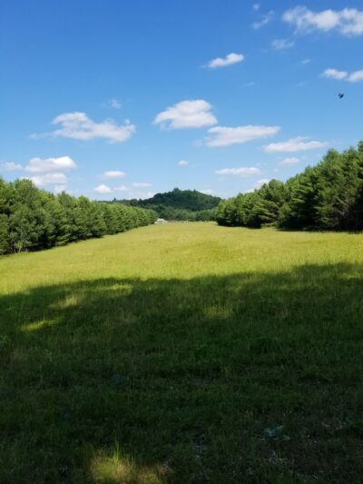 Sniffspot Fairchild & Mira Vizslas - Fairchild, WI