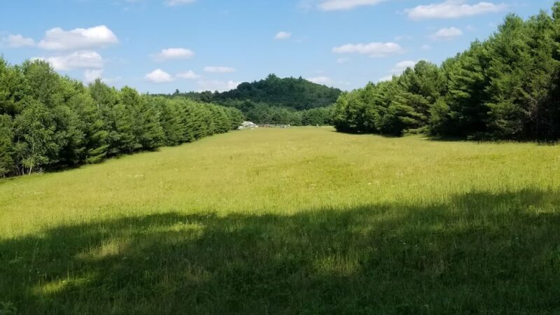 Sniffspot Fairchild & Mira Vizslas - Fairchild, WI