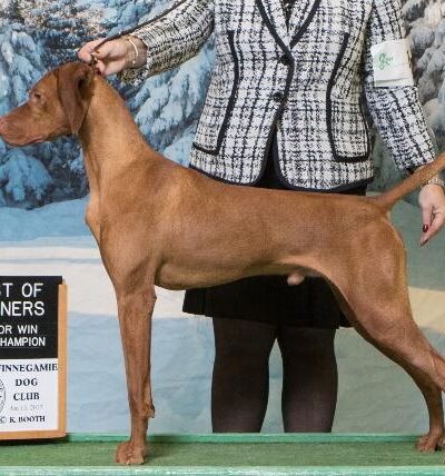 Sniffspot Fairchild & Mira Vizslas - Fairchild, WI