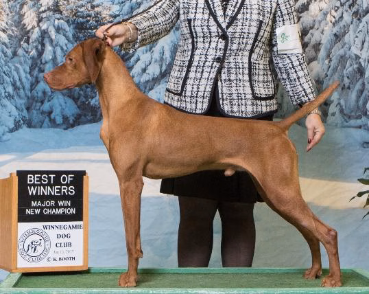 Sniffspot Fairchild & Mira Vizslas - Fairchild, WI