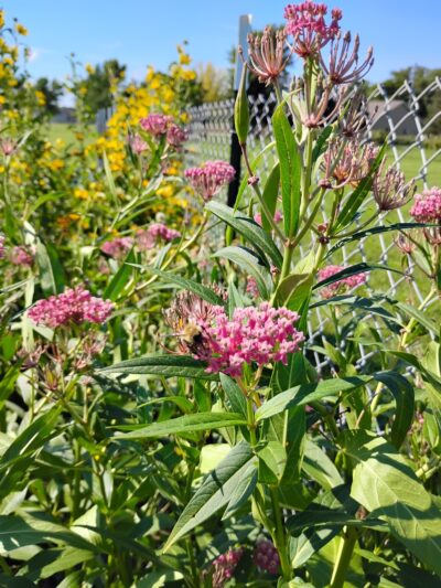 Lions park - Fairfax, MN
