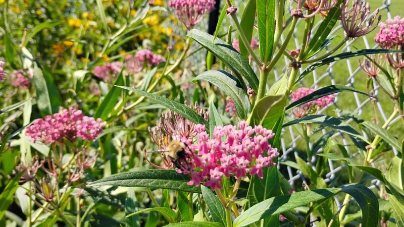 Lions park - Fairfax, MN