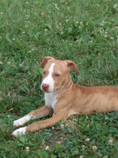 Lions park - Fairfax, MN